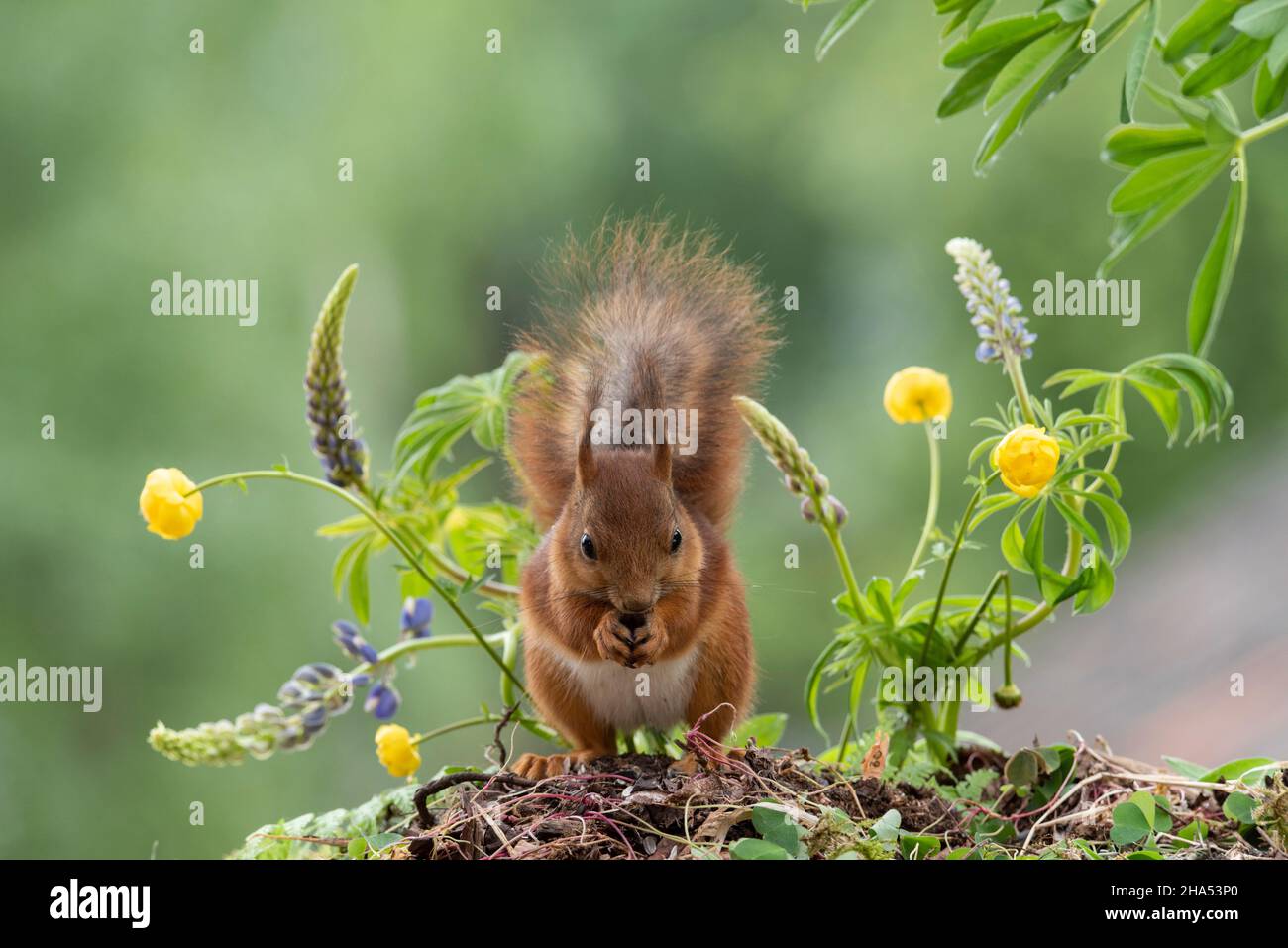 red squirrel is standing with lupine and an trollius flower Stock Photo