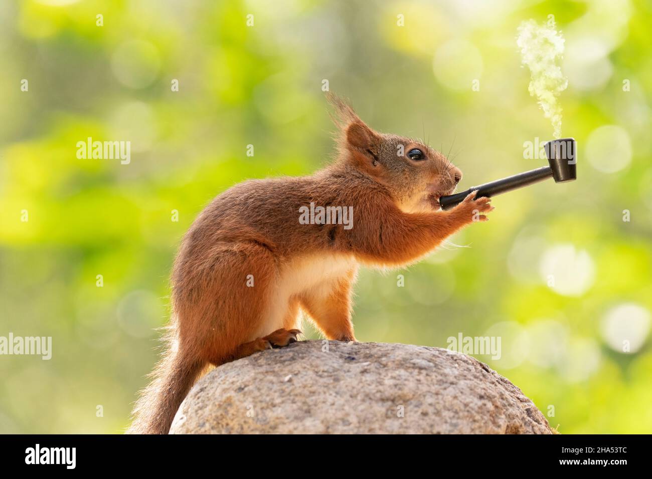red squirrel is standing on a rock holding a pipe Stock Photo