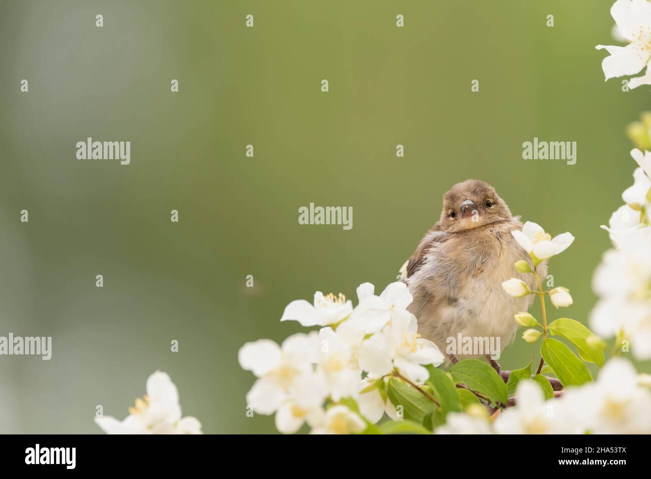 young bullfinch is standing on branch with jasmine flowers Stock Photo