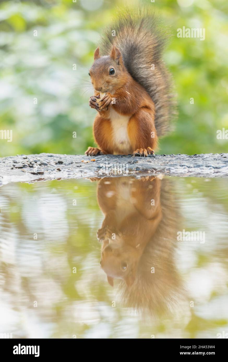 red squirrel is holding a nut reflected in water Stock Photo