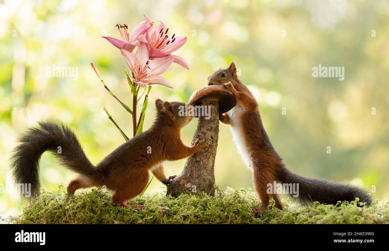 red squirrels are holding an mushroom looking at each other Stock Photo