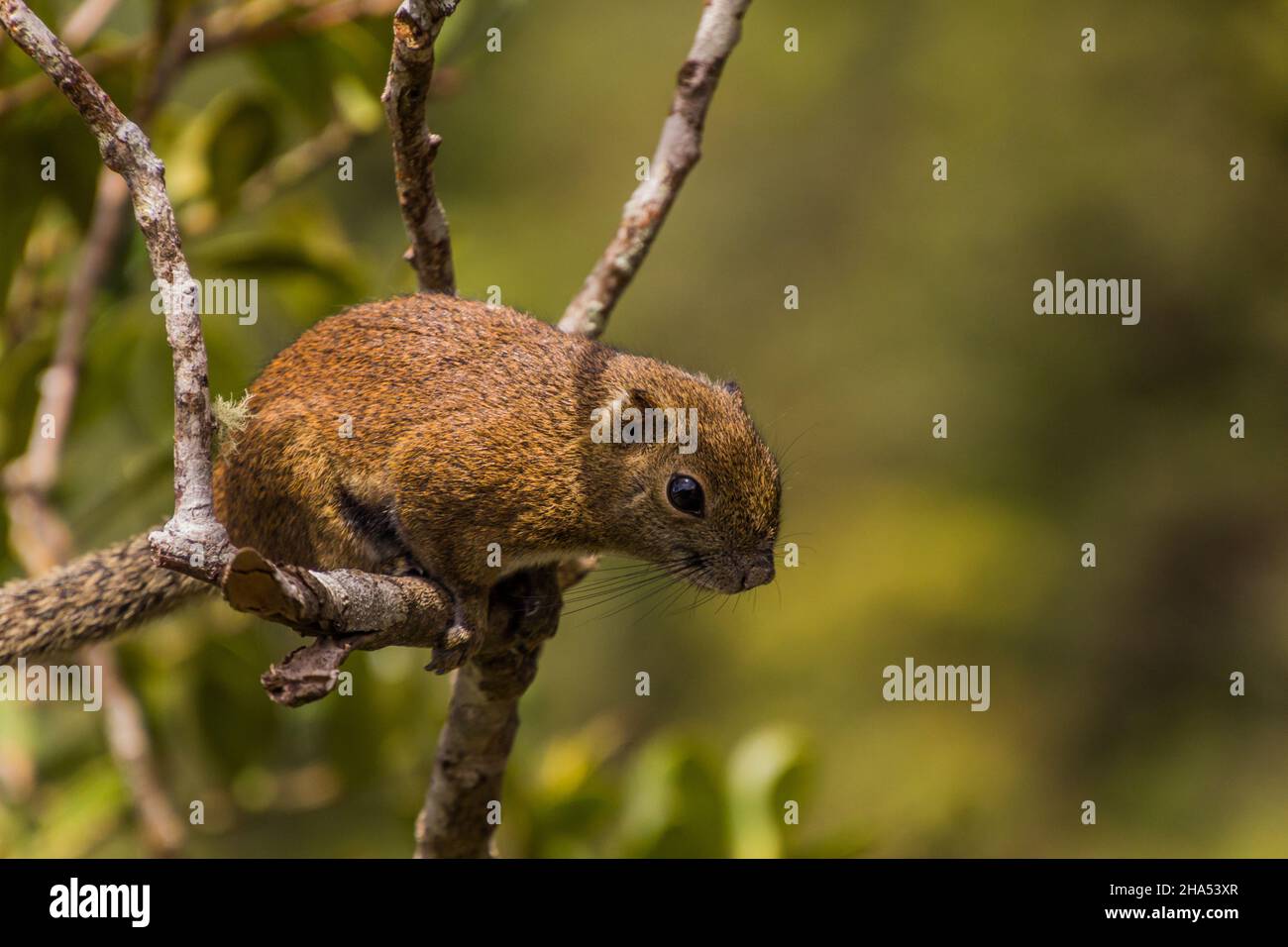 Squirrel in Kinabalu national park, Borneo island, Malaysia Stock Photo