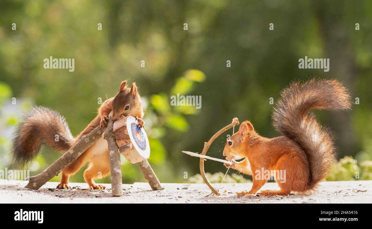 red squirrels are holding a bow and arrow with target Stock Photo