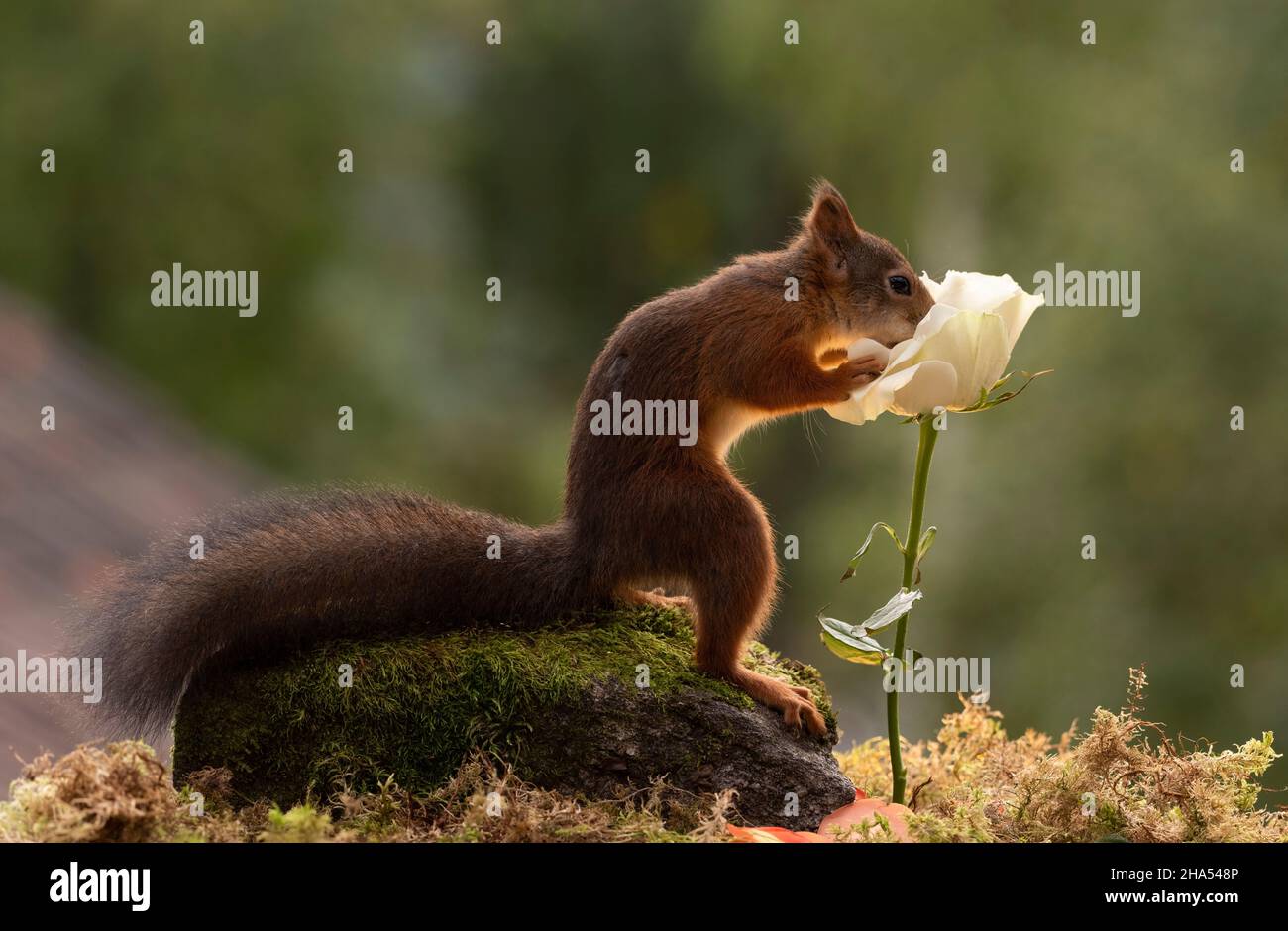 White rose moss hi-res stock photography and images - Alamy