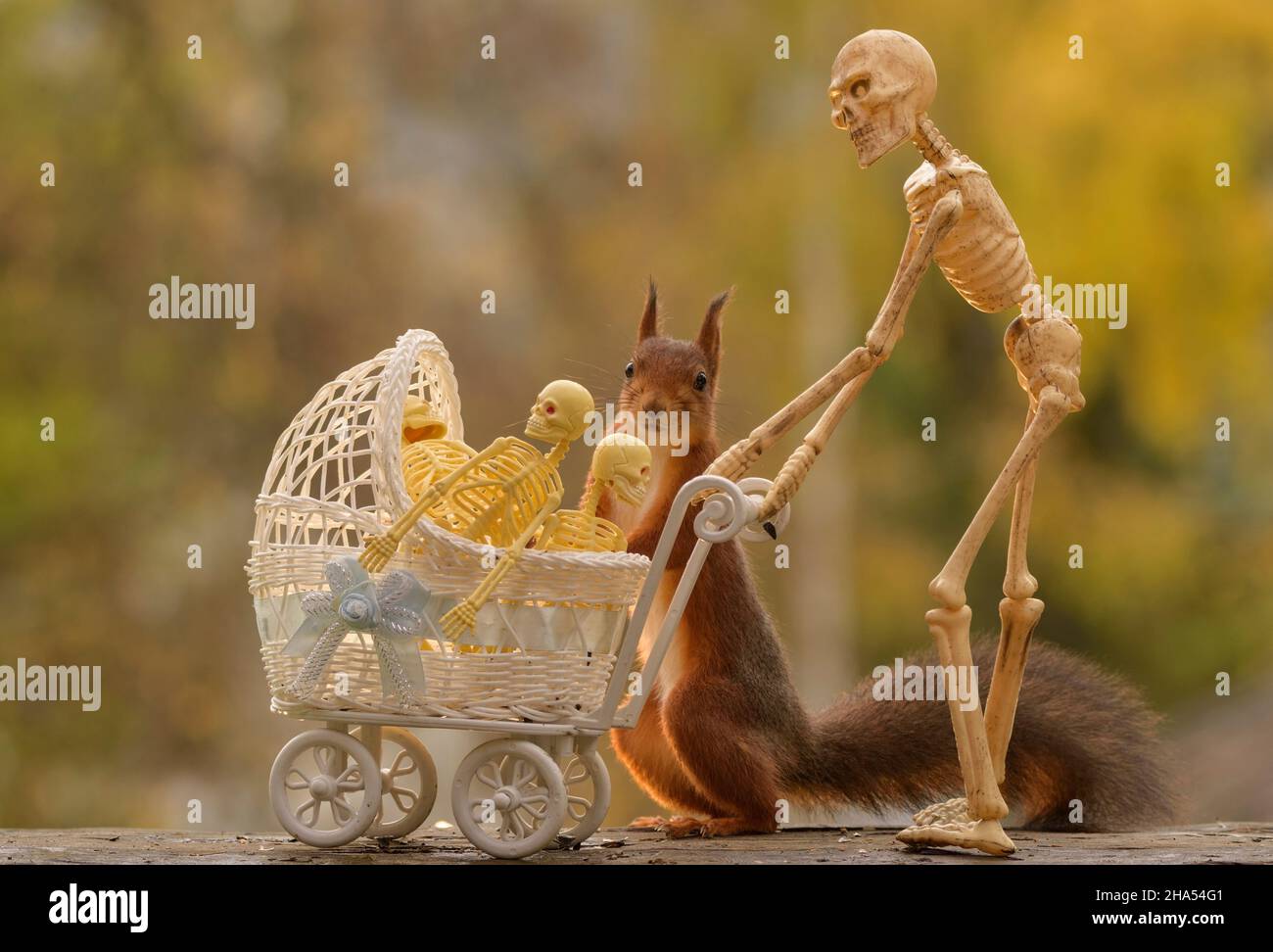 red squirrel is standing behind a stroller with an skeleton Stock Photo