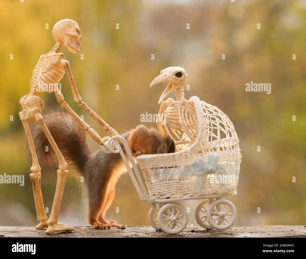 red squirrel is standing behind an stroller with a skeleton bird Stock Photo