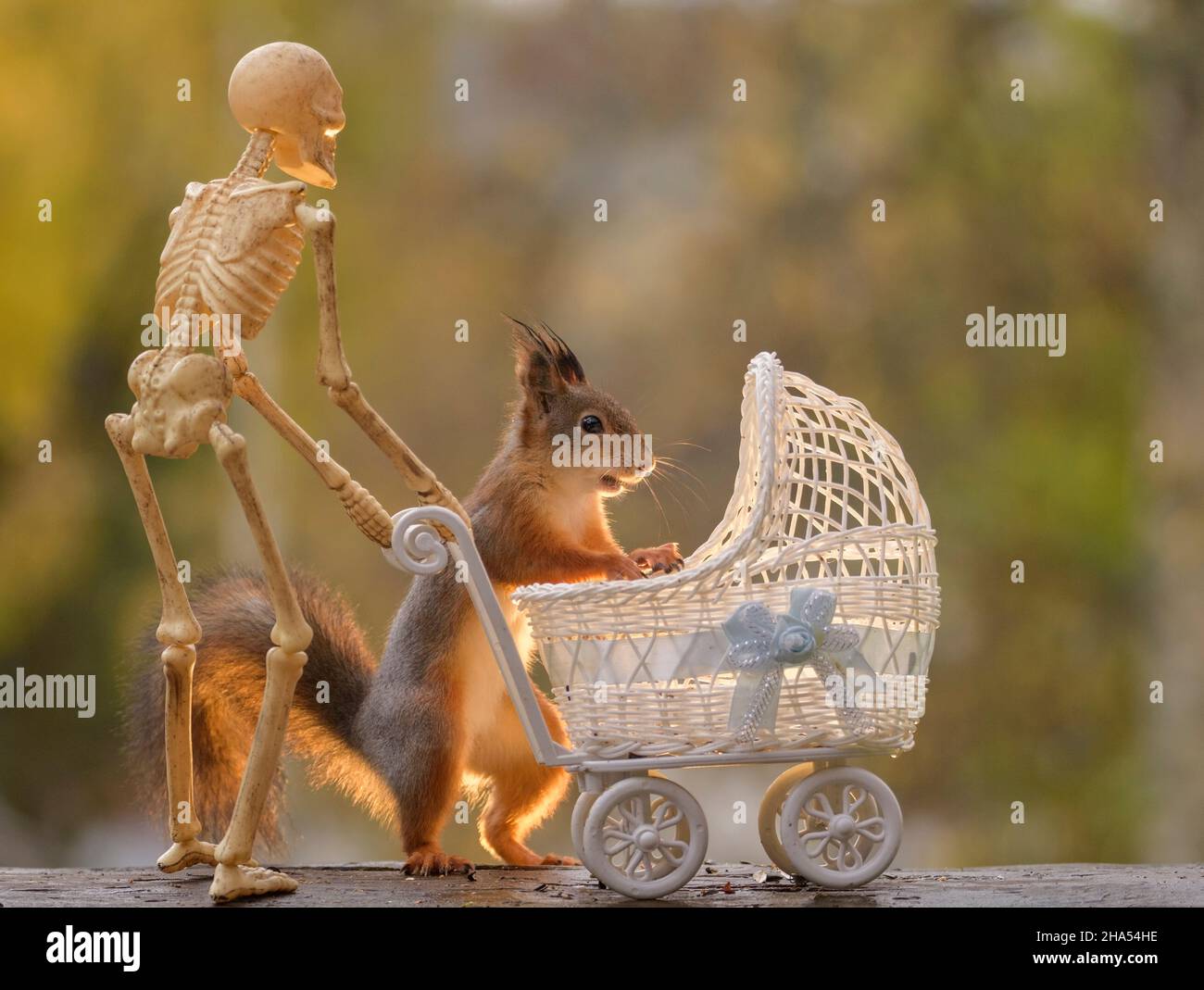 red squirrel is standing behind a stroller with a skeleton Stock Photo