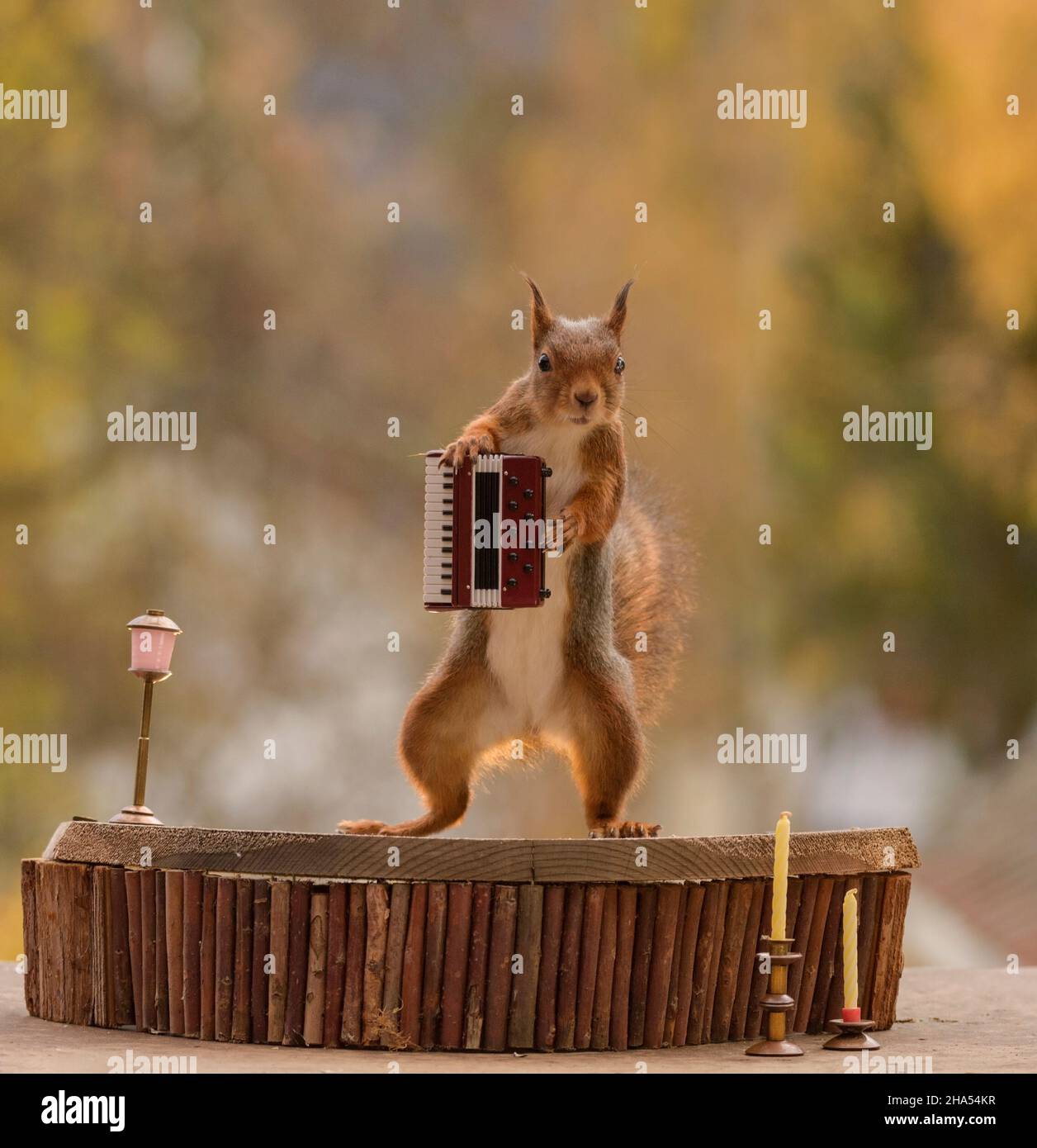 red squirrel is holding a accordion Stock Photo