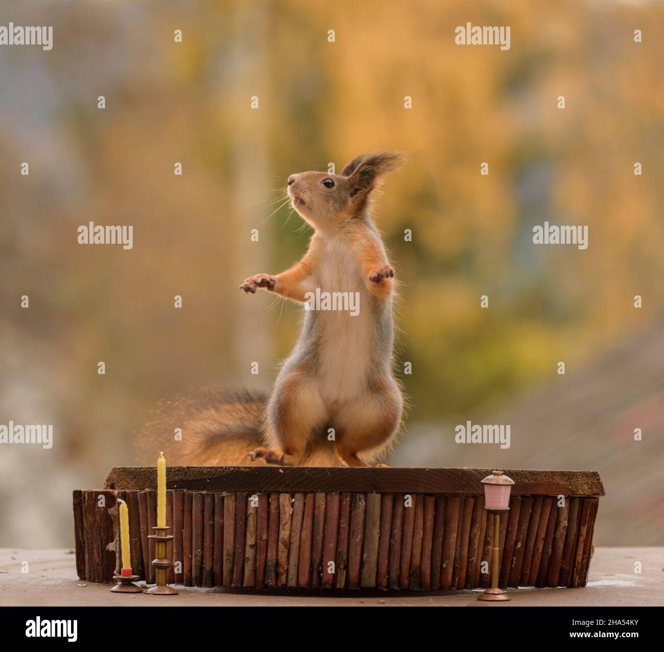 red squirrel is standing on a podium Stock Photo