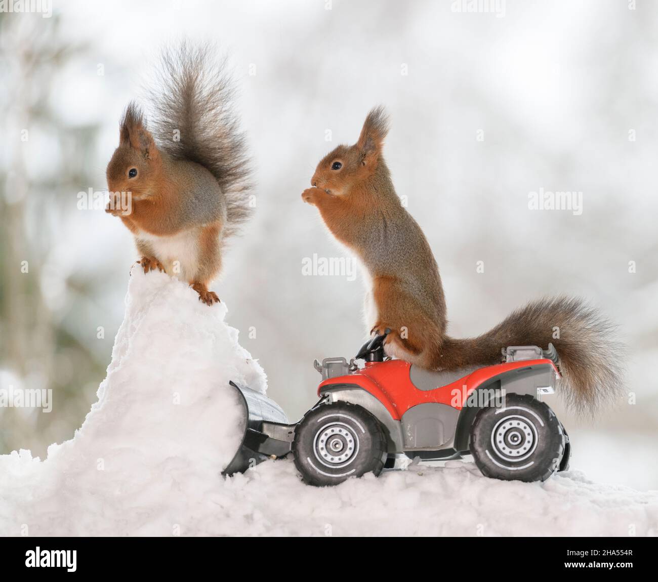 red squirrels is standing on an quadbike with snow in front Stock Photo