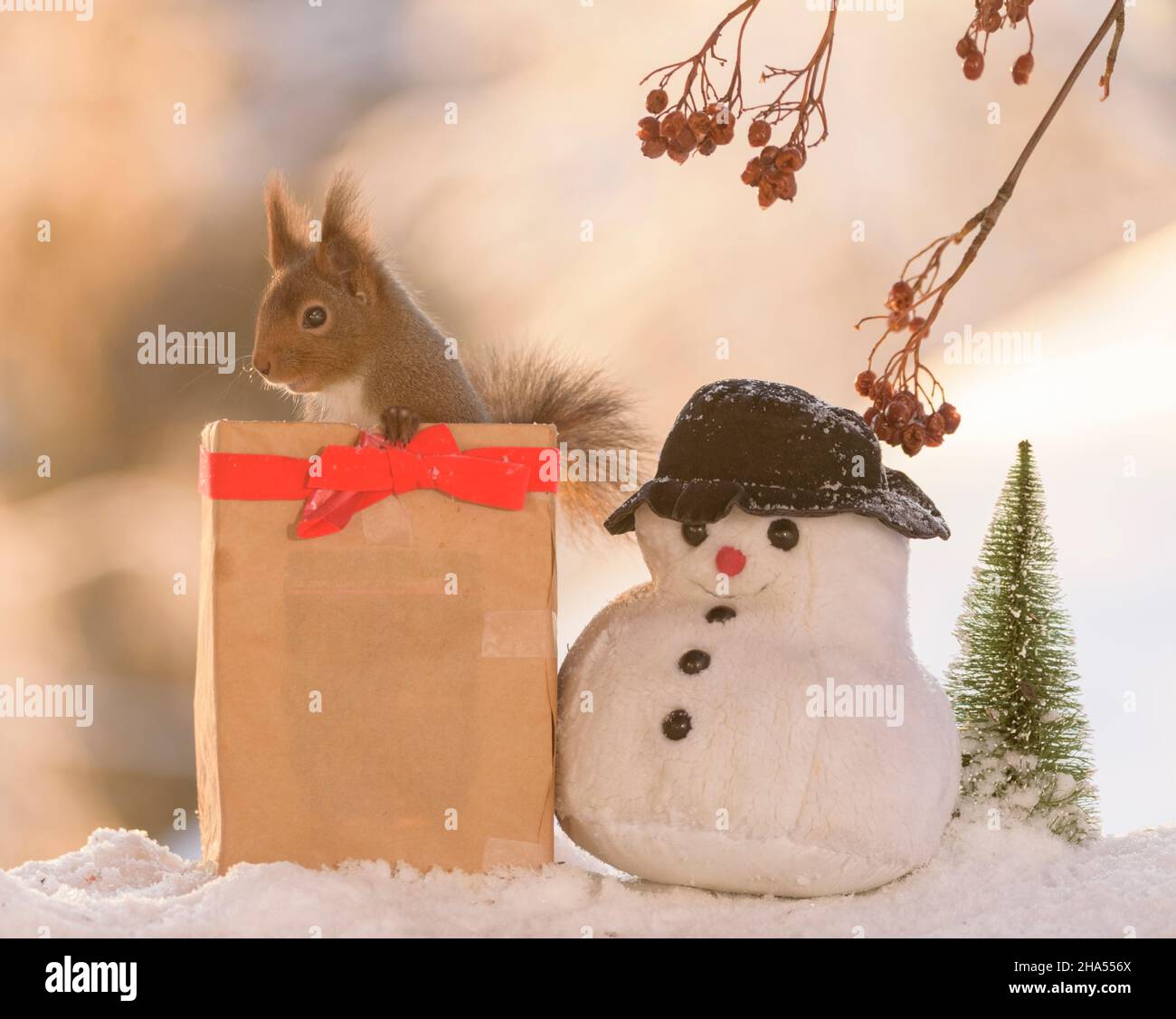 red squirrel are standing in an present box with snowman Stock Photo