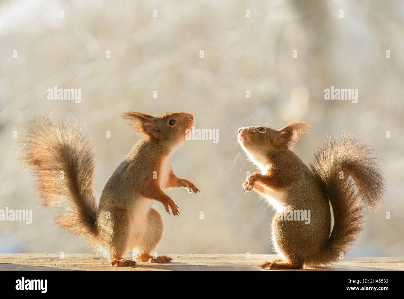 red squirrels are looking at each other Stock Photo
