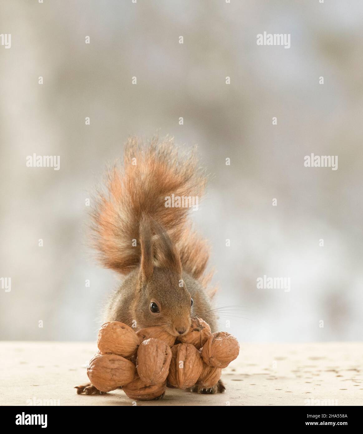red squirrel is holding walnuts in the mouth Stock Photo