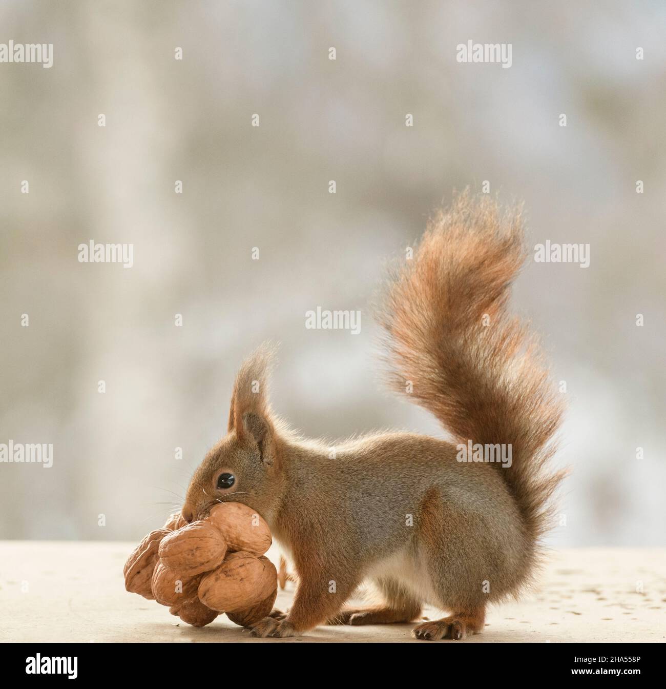 red squirrel are holding walnuts in the mouth Stock Photo