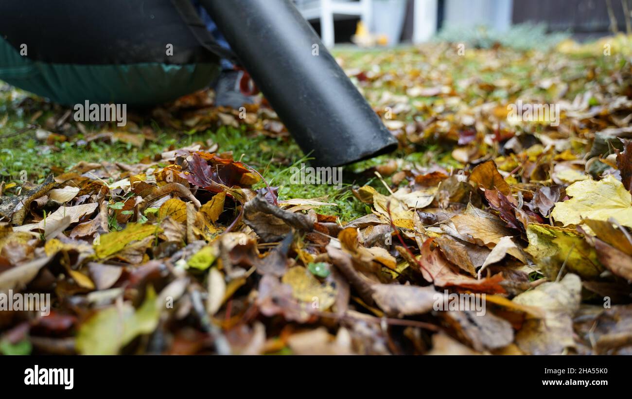 In autumn there is a man with a leaf vacuum cleaner in the garden. Close up of how the device sucks leaves. Stock Photo