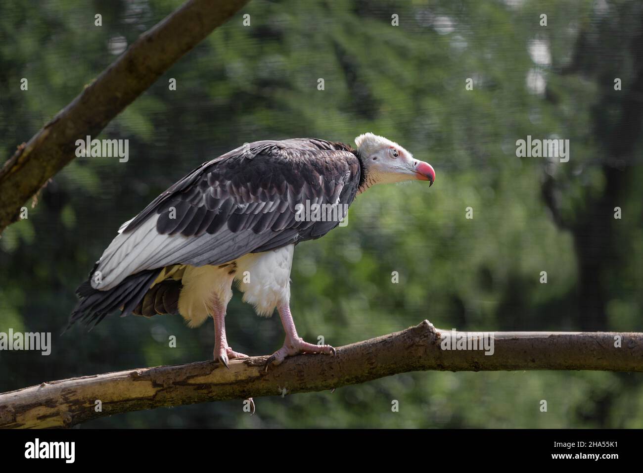 A light-headed vulture sits on a tree branch against a green background Stock Photo