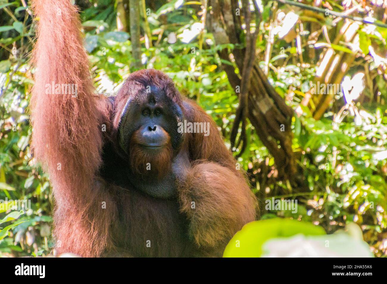 Bornean orangutan Pongo pygmaeus in Semenggoh Wildlife Rehabilitation Centre, Borneo island, Malaysia Stock Photo