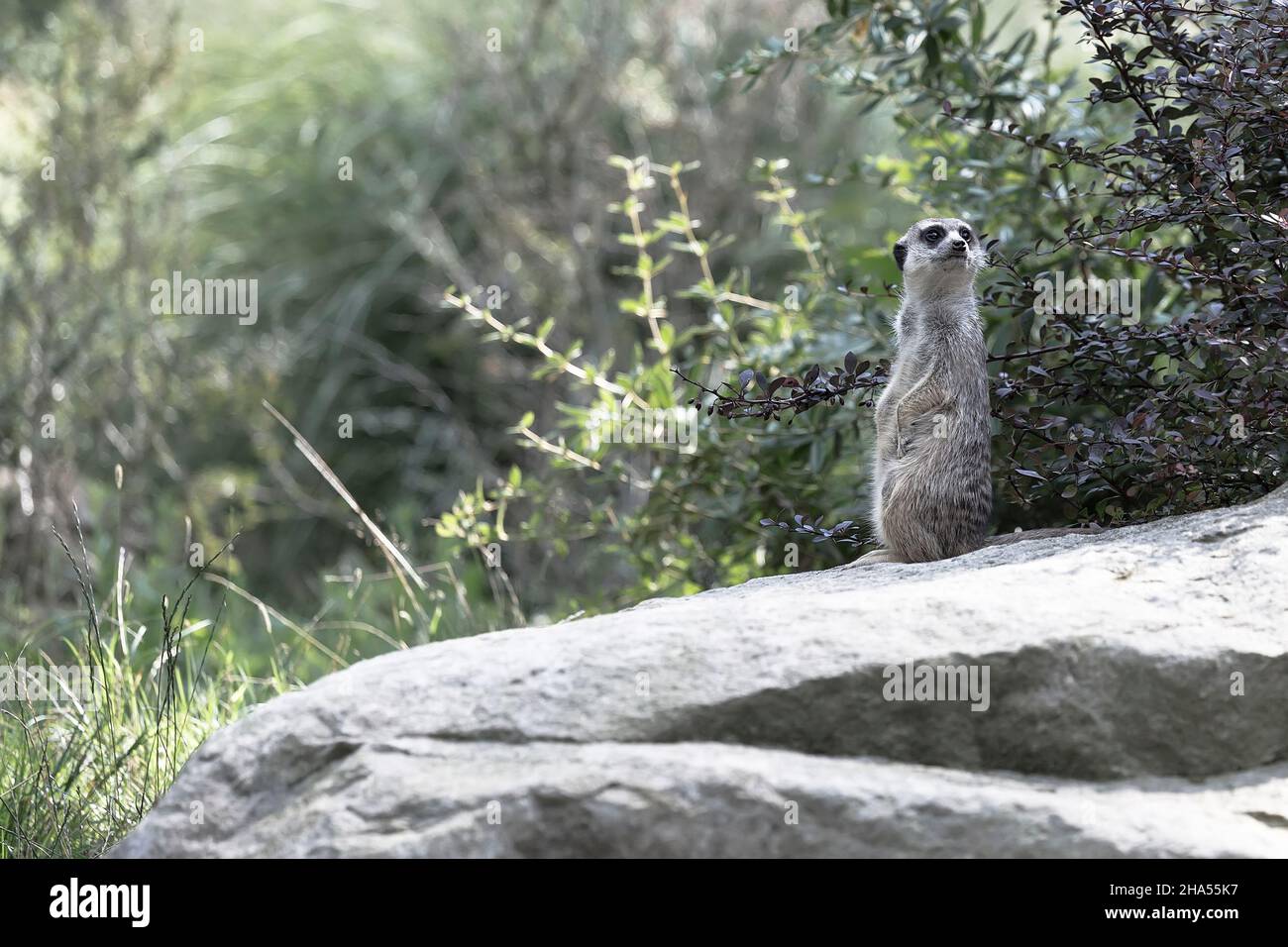 One meerkat resting against tall grass in the shade of a large bush perched on a rock Stock Photo
