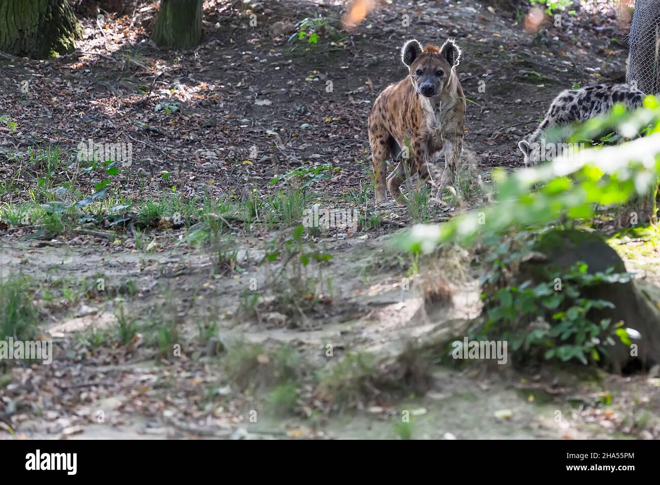 Spotted hyena hides in the grass and closely monitors the photographer Stock Photo