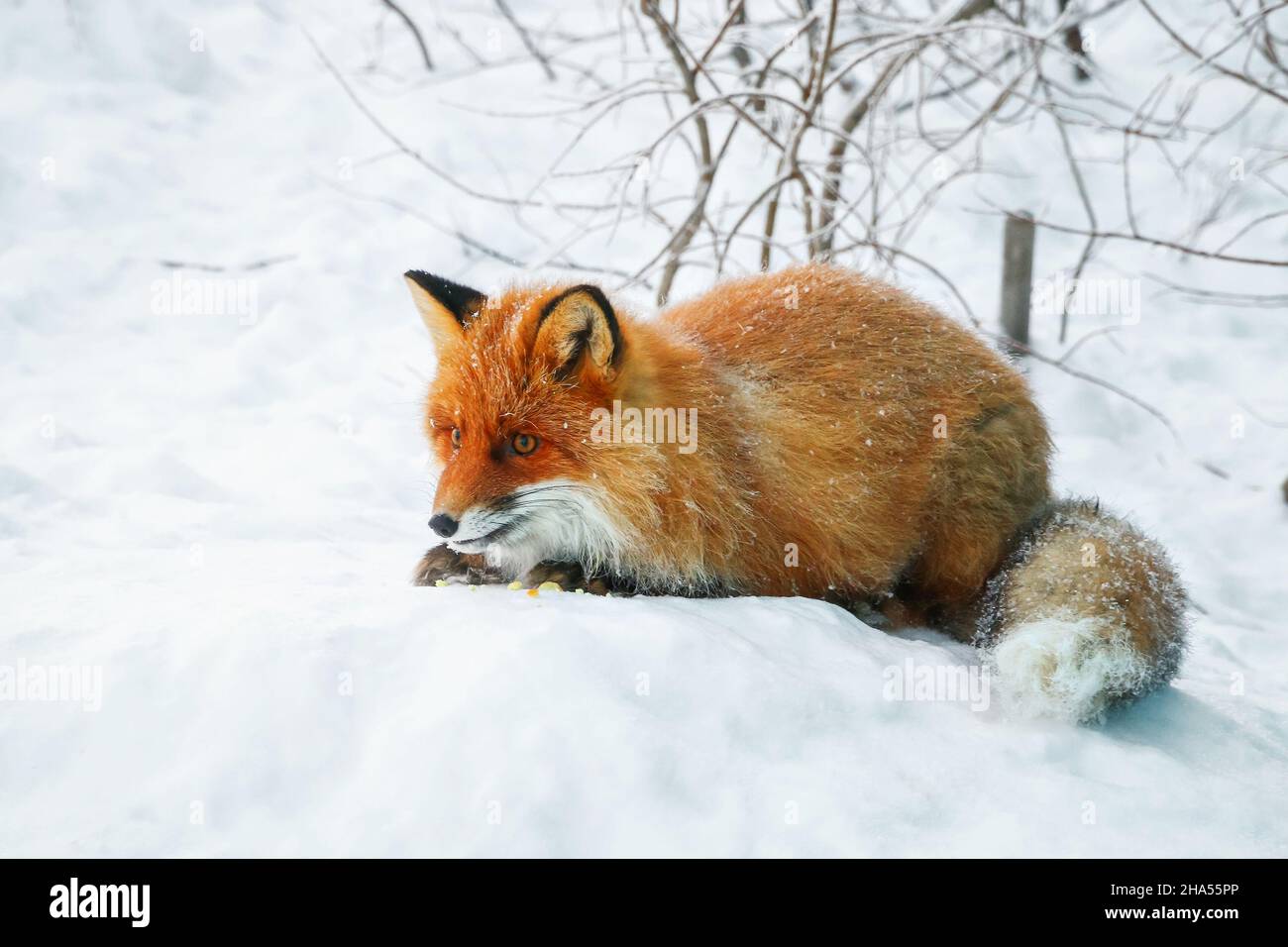 Young fox hunting in a snow covered wood Stock Photo