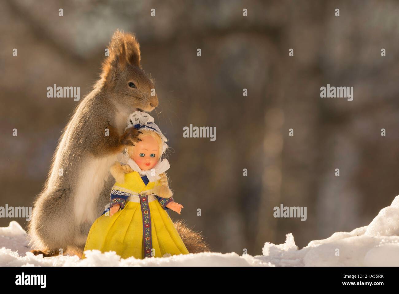 profile and close up of red squirrel on snow with a girl doll in a swedish dress Stock Photo