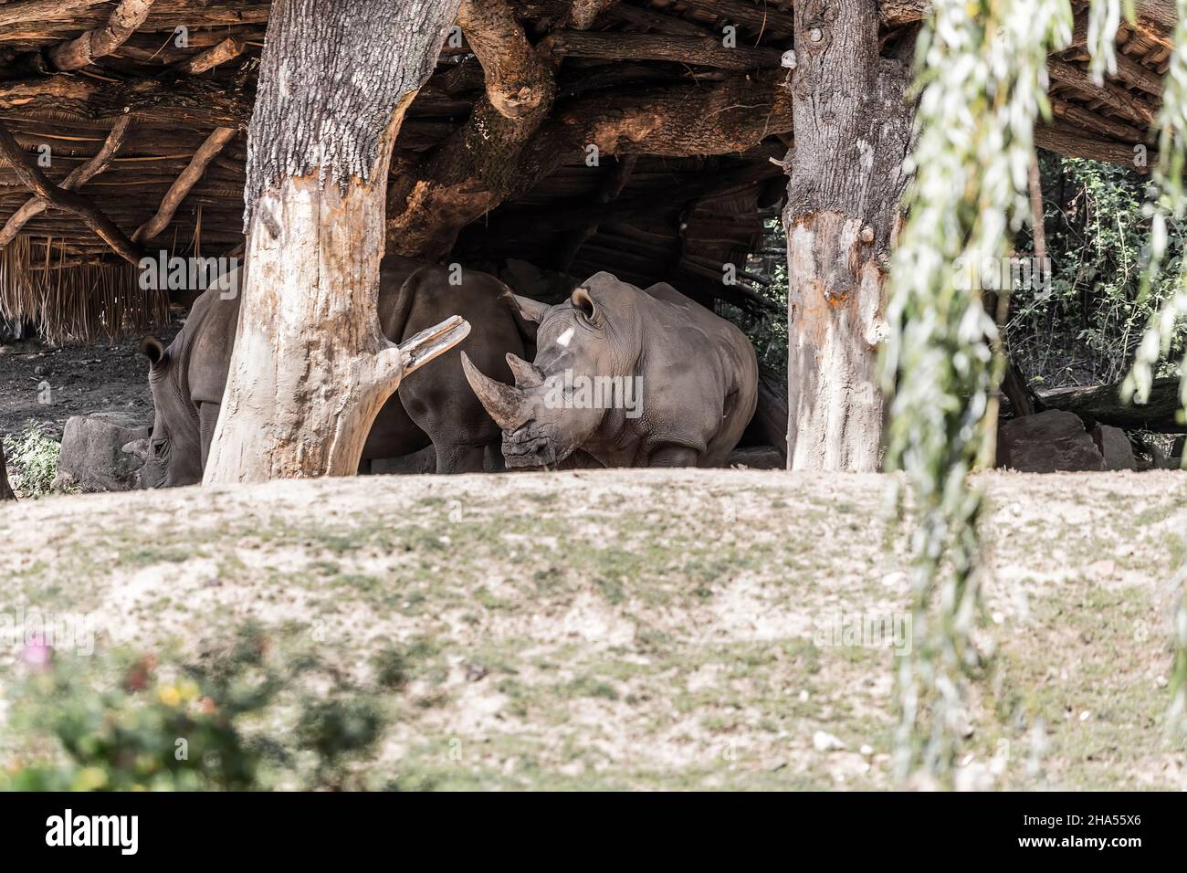 Several large rhinoceros hide from the midday sun under a wooden canopy Stock Photo