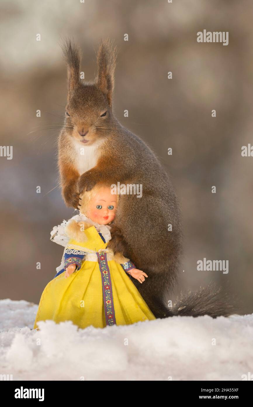 profile and close up of red squirrel on snow on a girl doll in a swedish dress Stock Photo