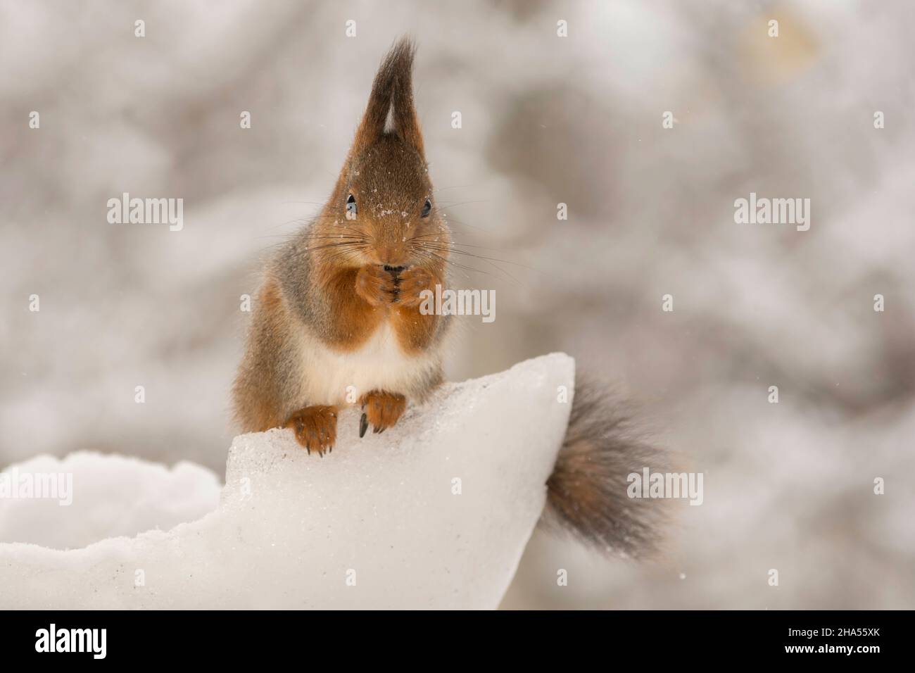 close up of red squirrel standing in a bowl of snow and ice looking forwards Stock Photo