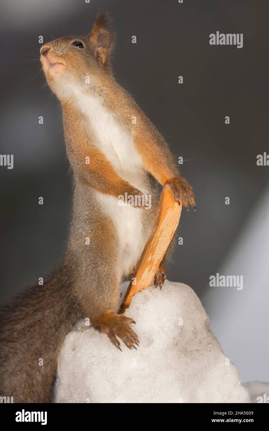 red squirrel standing on snow holding a single ski and looking up Stock Photo