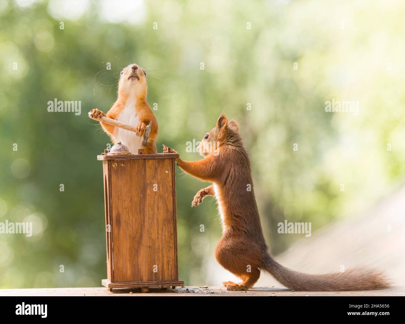 red squirrels behind an desk with an hammer Stock Photo - Alamy