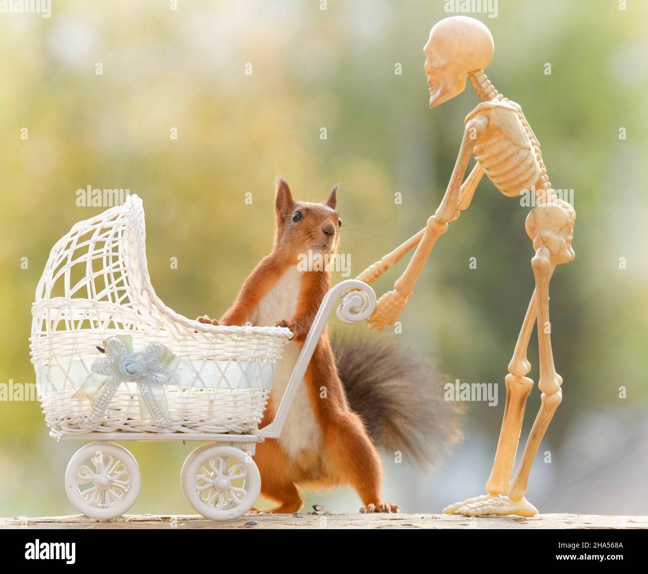skeleton with a stroller and red squirrel with it Stock Photo