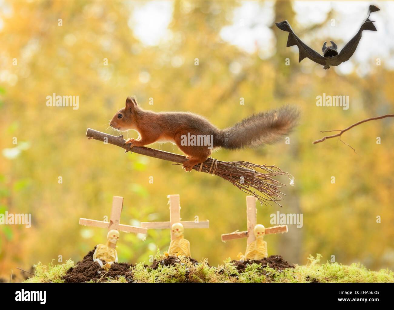 Red squirrel flying on an broom with a bat behind hires stock