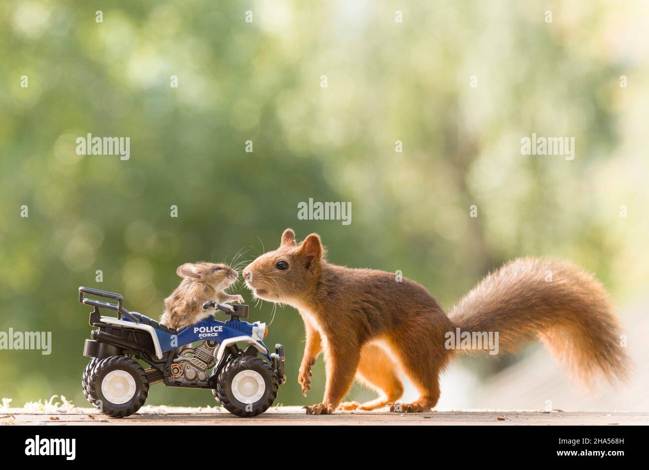 mouse is sitting on a police bike with a squirrel watching Stock Photo