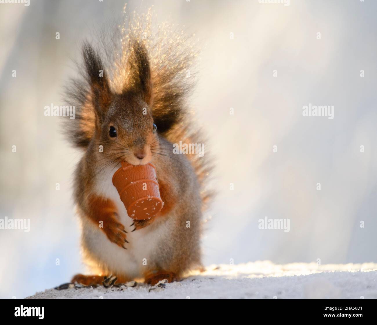 red squirrel is holding a bucket in the mouth Stock Photo