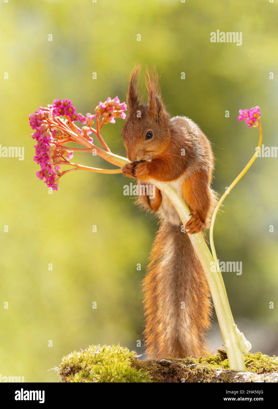 red squirrel is standing in a bergenia flower Stock Photo