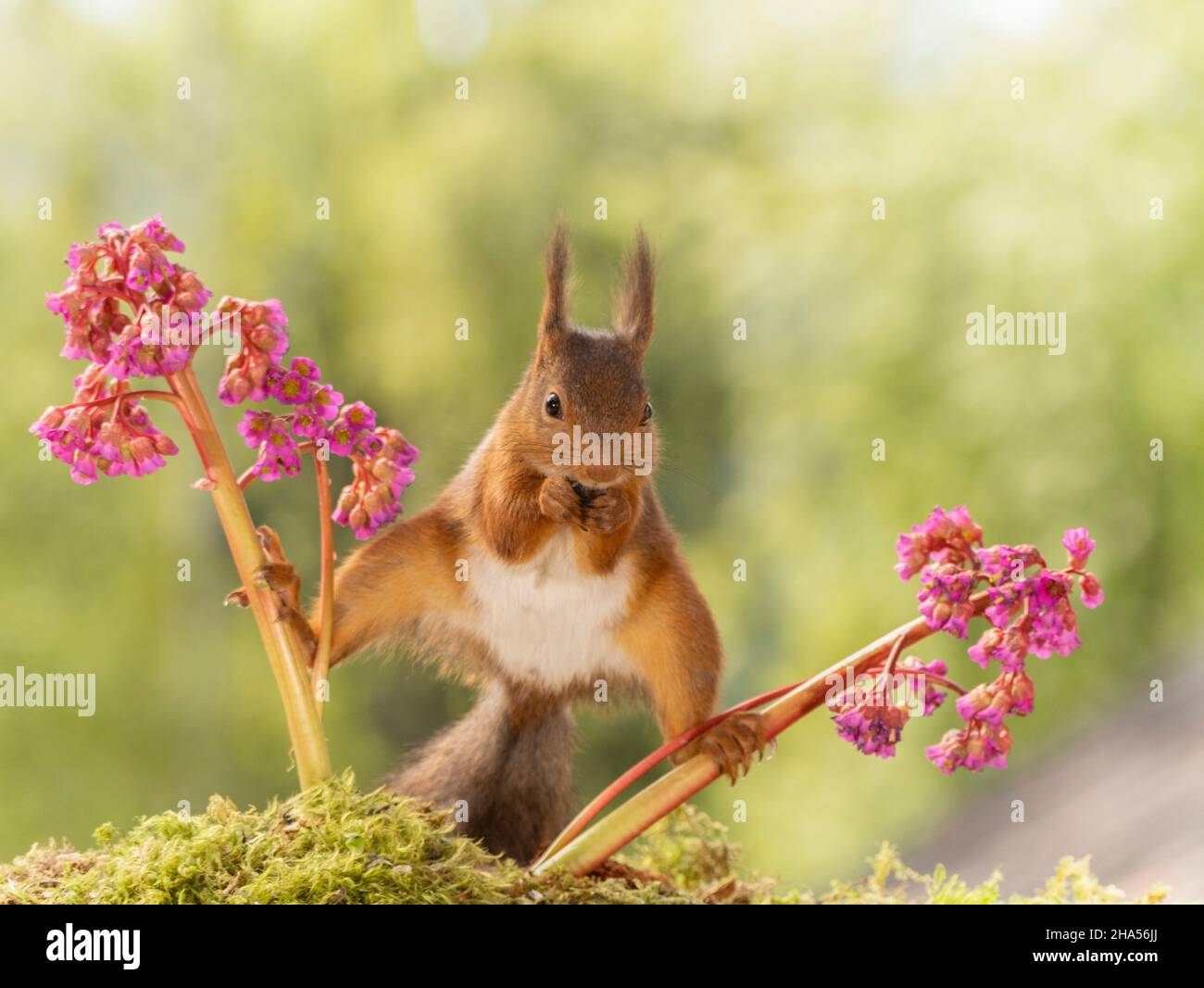 red squirrel is standing in an split between bergenia flowers Stock Photo