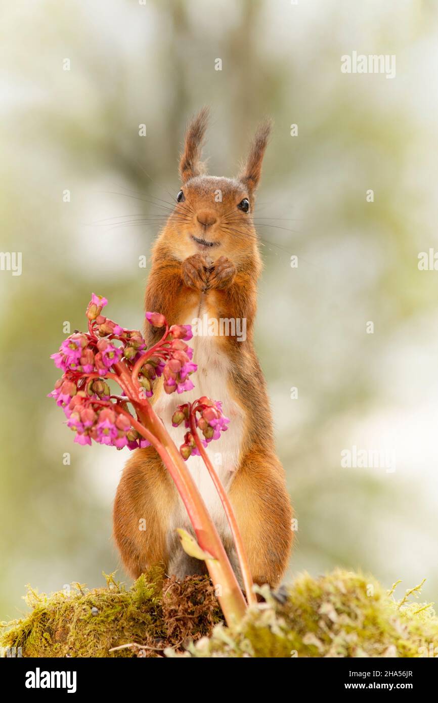 red squirrel is standing behind a bergenia flower Stock Photo