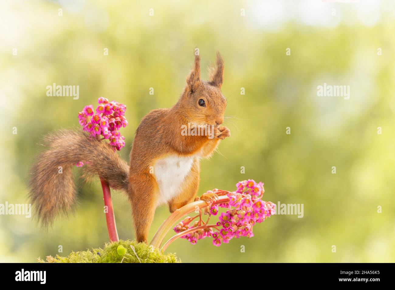 red squirrel is standing on bergenia flowers Stock Photo