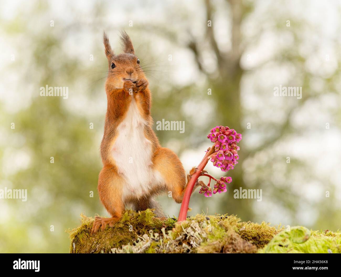 red squirrel is standing with foot on a bergenia flower Stock Photo
