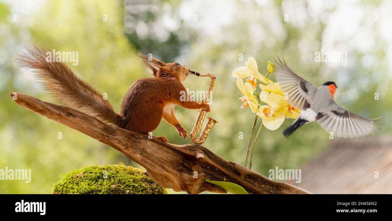 red squirrel blowing on a saxophone a male bullfinch flying away Stock Photo