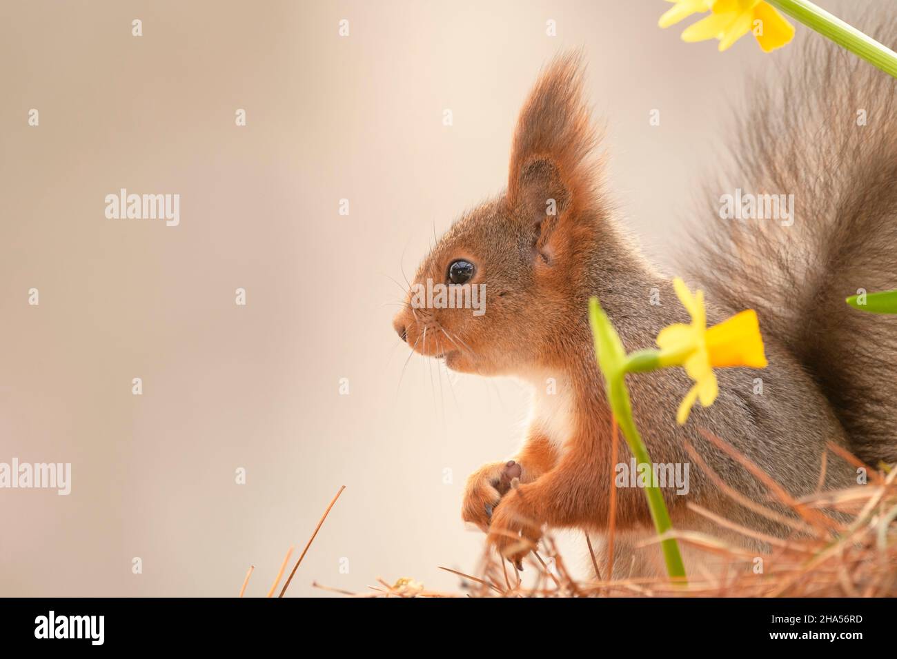 red squirrel is standing behind narcissus flowers Stock Photo Alamy