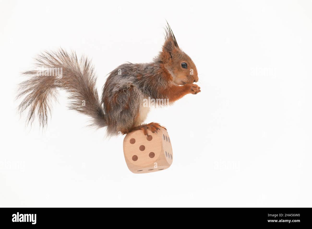 red squirrel is standing on a big dice with number five Stock Photo