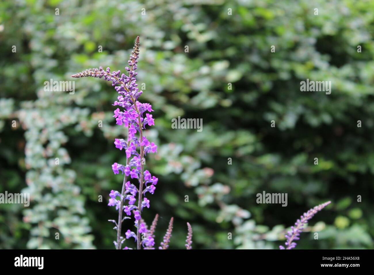 Stem of purple toadflax with flowers seen against a blurry green backdrop (Scotland) Stock Photo