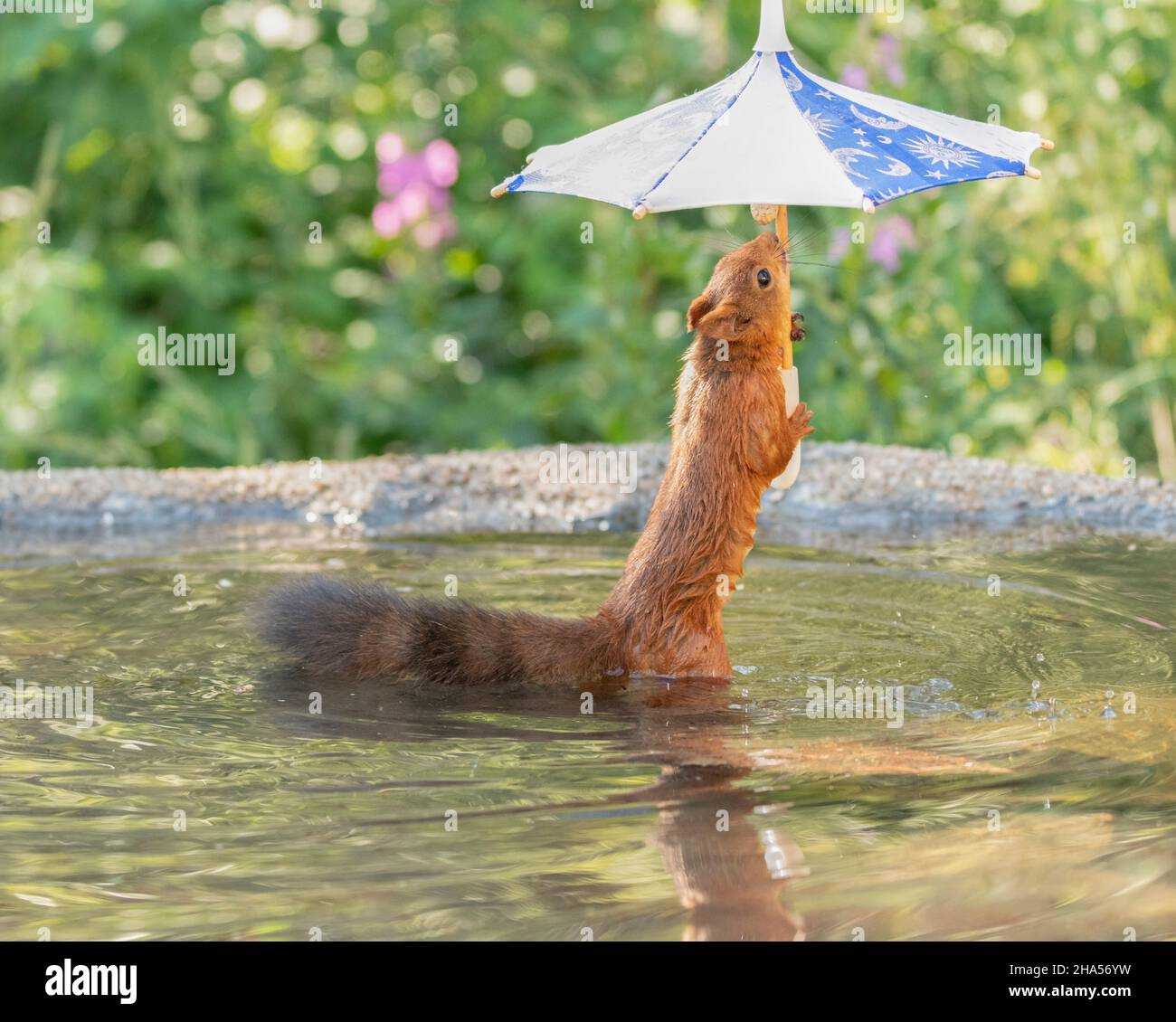 red squirrel is standing in water with a umbrella Stock Photo