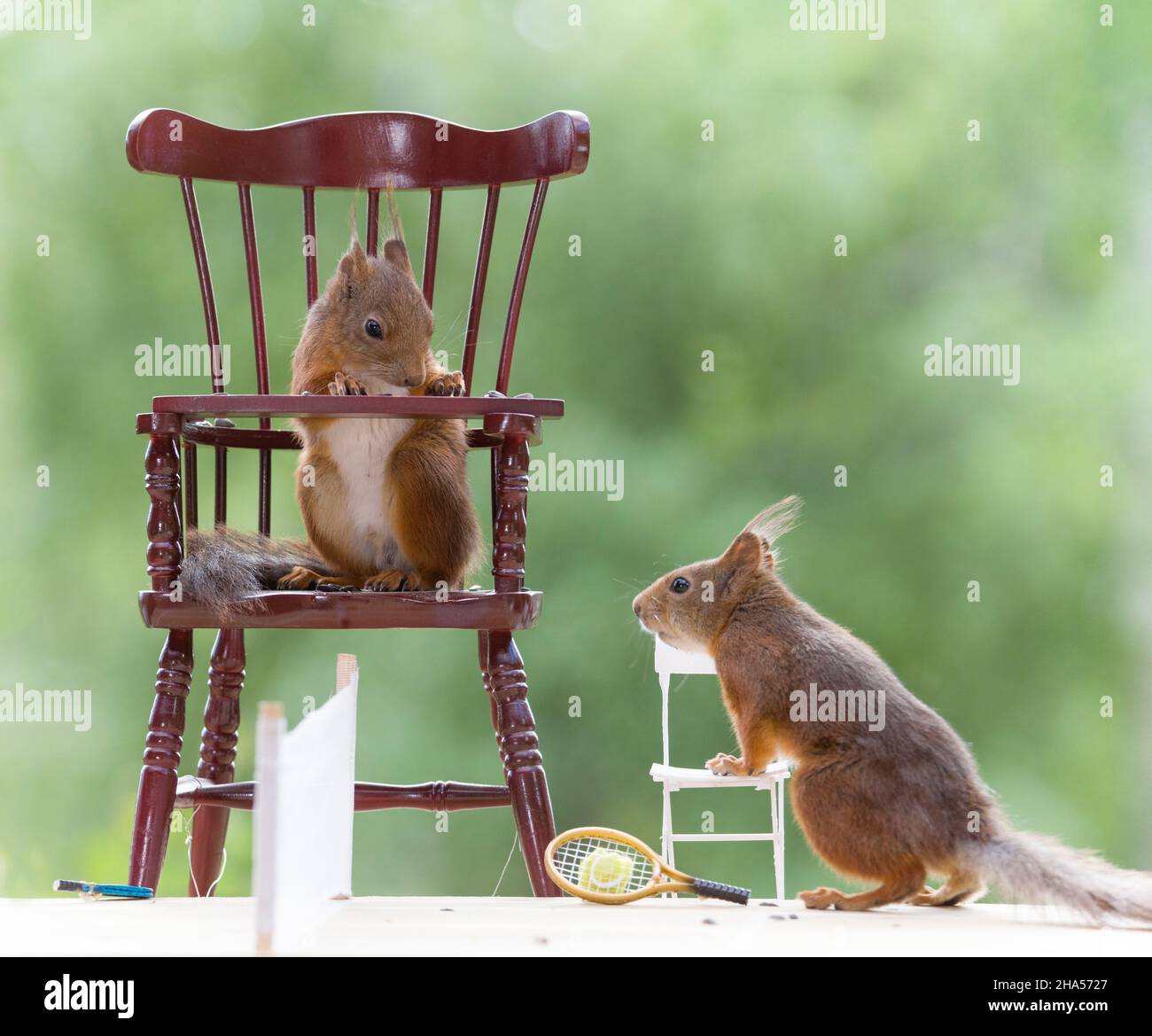 red squirrels with a chair on a tennis court Stock Photo Alamy
