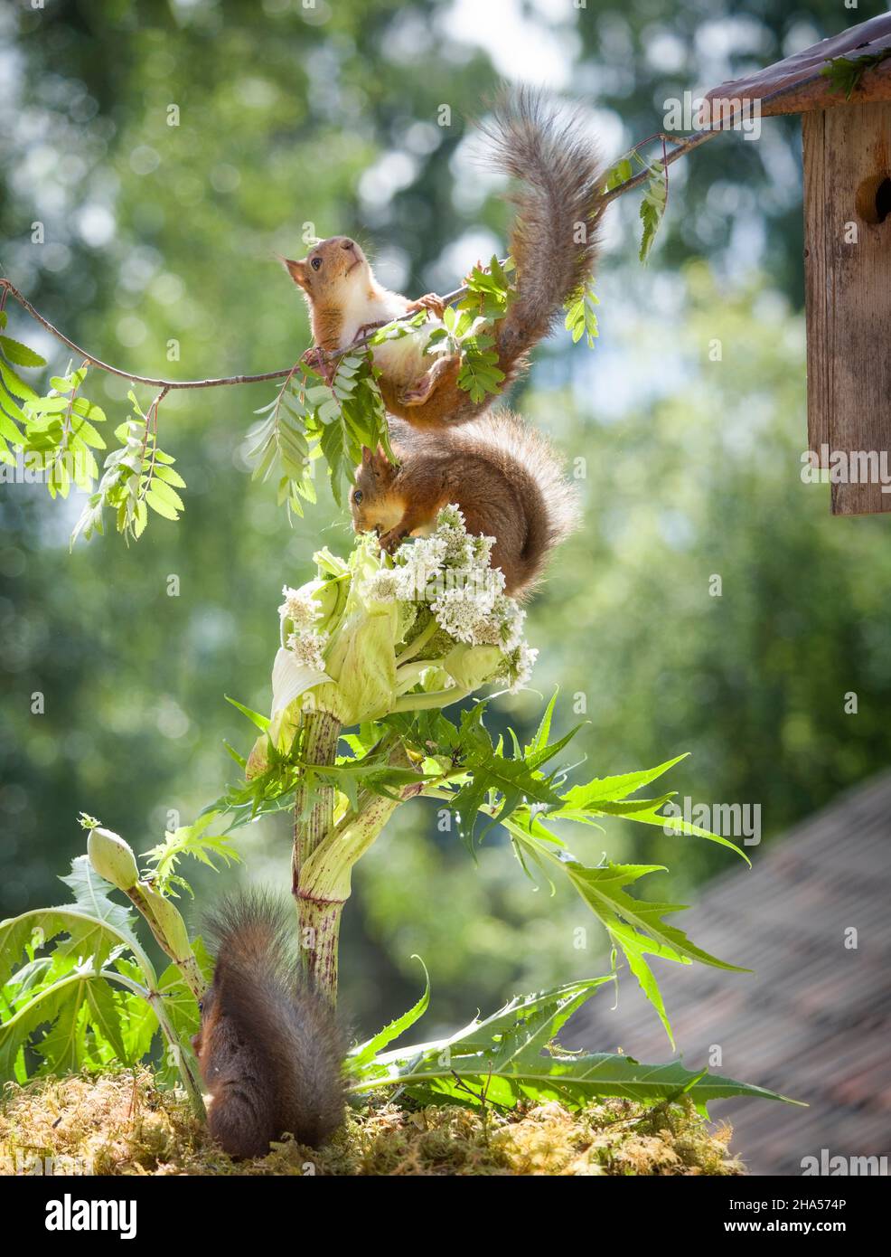 red squirrels with an birdhouse and hogweed Stock Photo