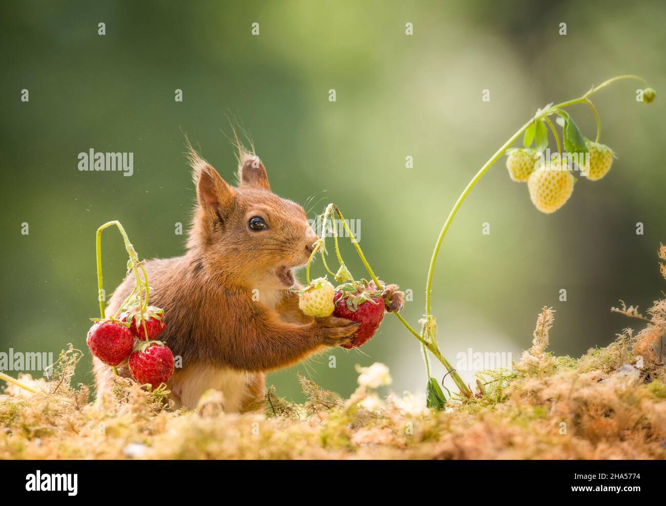 red squirrel is eating a strawberry Stock Photo Alamy
