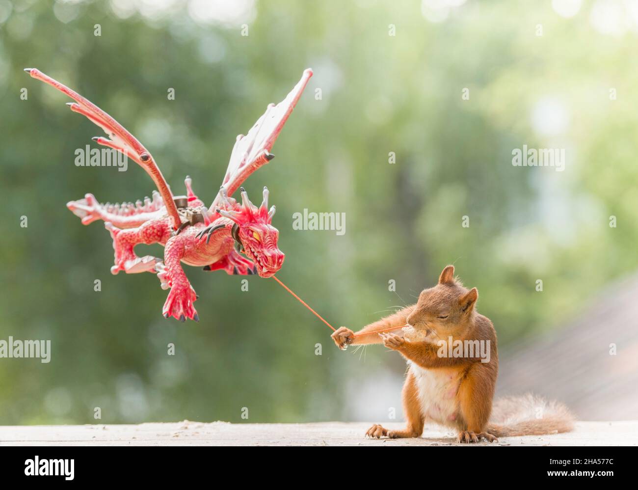 red squirrel is holding a red dragon Stock Photo