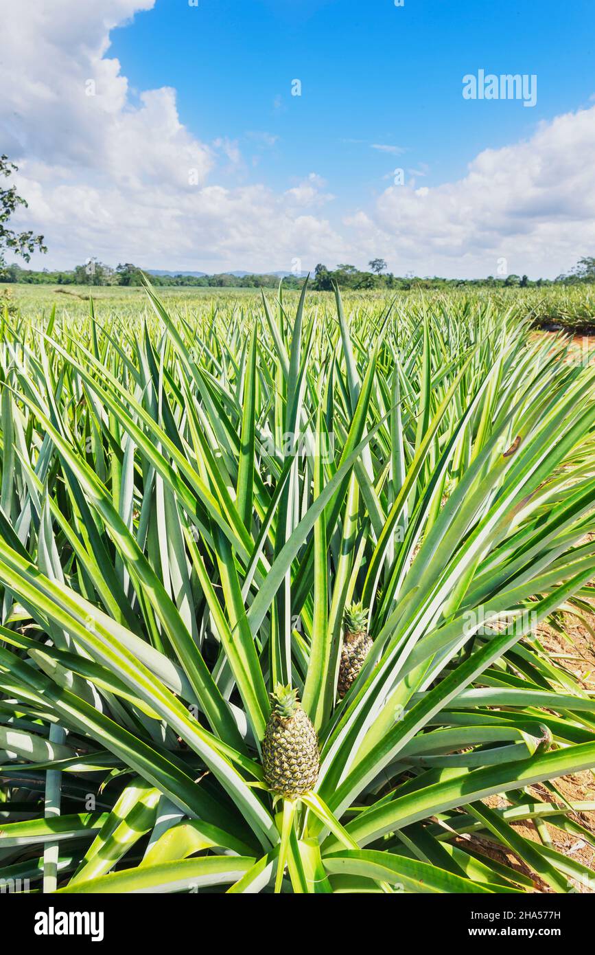 Pineapple plantation, Sarapiqui, Costa Rica, Central America Stock Photo