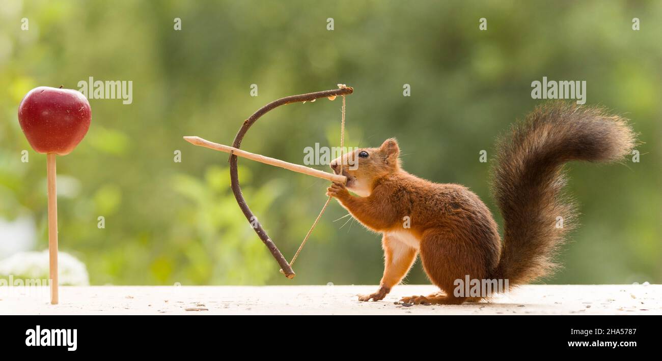 red squirrel with a bow,arrow and a apple Stock Photo